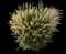 Hush Puppy™ - Dwarf Fountain Grass — design image 1