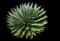 Toumey's Agave Bella — design image 1
