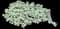 Deadnettle — design image 1