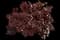 Ninebark (Physocarpus opulifolius) — design image 17
