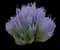 Denim 'n Lace Russian Sage — design image 1