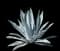 Blue American Agave Plant — design image 14