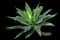 Fox Tail Agave — design image 4