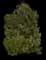 Carolina Cherry Laurel — design image 3