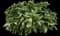 Japanese Laurel — design image 4