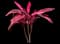 'Red Sister' Cabbage Palm — design image 5
