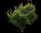 Mikawa Yatsubusa Dwarf Japanese Maple — design image 1