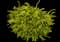 Sunjoy® Citrus Barberry — design image 4
