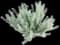 California Sagebrush — design image 2