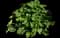 Hollyhock — design image 6