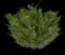 Savin Juniper — design image 1
