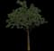 Gumbo Limbo — design image 2