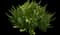 Ninebark (Physocarpus opulifolius) — design image 19