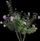 Rosa Radgor Peachy Knock Out — design image 4