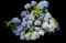 Hydrangea Dear Dolores® — design image 1