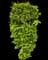 Waxleaf Privet Hedge — design image 4