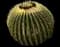 Golden Barrel Cactus — design image 17