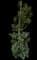 Yew Podocarpus — design image 6