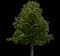Horse Chestnut Tree — design image 3