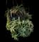 Torch Aloe — design image 16