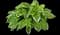 Patriot - Hosta — design image 5