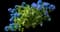Bigleaf hydrangea — design image 23
