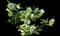Helleborus — design image 2