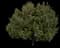 Laurel Tree (Laurus) — design image 6