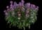 Sunstrong™ Violet Erysimum hybrida — design image 1
