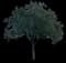 Honeylocust Tree — design image 9