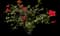Tropical Hibiscus Tree — design image 1