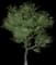 Japanese Walnut — design image 3