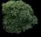 Oriental Paperbush Shrub — design image 1