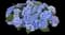 Hydrangea Dear Dolores® — design image 2