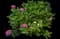 Bigleaf hydrangea — design image 19