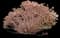 Showy stonecrop — design image 13