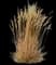 Karl Foerster Grass — design image 5