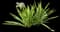 Asiatic poison lily — design image 19