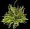 Sword Fern — design image 3