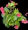 Begonias — design image 4