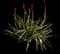Kangaroo Paw — design image 1