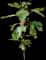 Fig DownHome Harvest® 'Little Miss Figgy' — design image 2