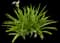 Asiatic poison lily — design image 18