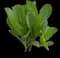 Lettuce — design image 1