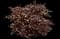 Ninebark (Physocarpus opulifolius) — design image 1