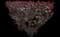 Flowering Plum Tree (Prunus cerasifera) — design image 13