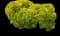 Pinwheel aeonium — design image 3