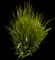 Lomandra Platinum Beauty® — design image 3