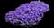Cascade Purple Rockcress — design image 11