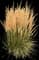 Karl Foerster Grass — design image 3